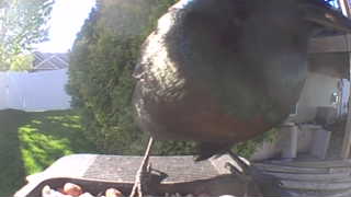 american robin