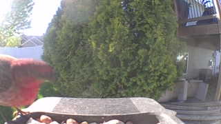 house finch