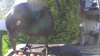 common grackle