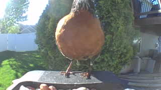american robin