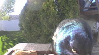 common grackle