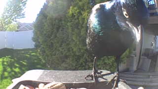 common grackle