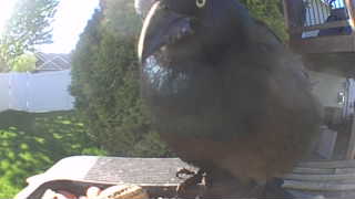 common grackle