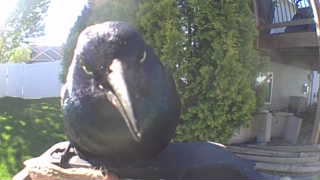 common grackle