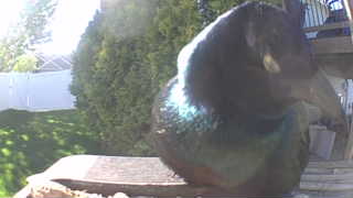 common grackle