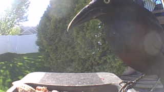 common grackle