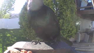 common raven