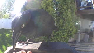 common grackle