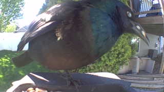 common grackle