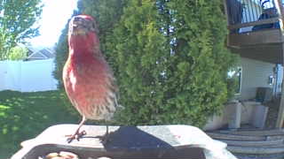 house finch