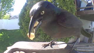 common grackle
