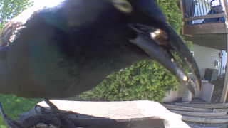 common grackle