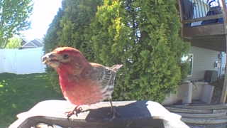 house finch