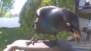 common grackle
