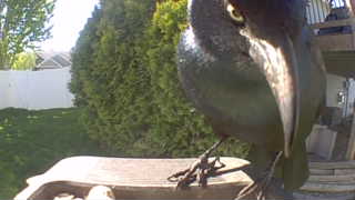 common grackle