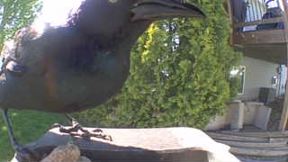 common grackle