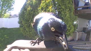 common grackle