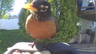 american robin