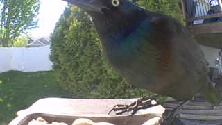 common grackle