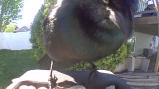 common grackle