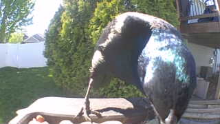 common grackle