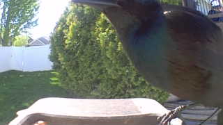 common grackle