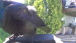 common grackle
