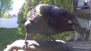 common grackle