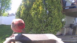 american robin