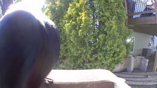 american robin