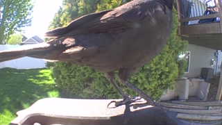common grackle
