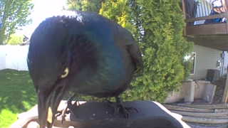 common grackle