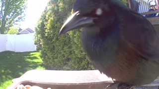 common grackle