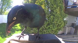 common grackle