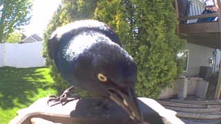 common grackle