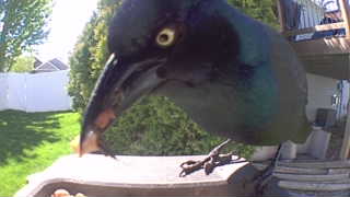 common grackle