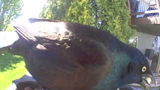 rock pigeon