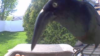 common grackle