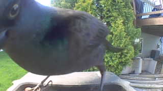 common grackle