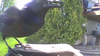 common grackle