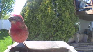 purple finch