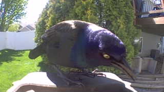 common grackle
