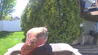 red-tailed hawk