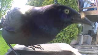common grackle