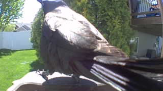 american crow