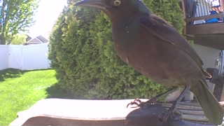 common grackle