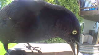 common grackle