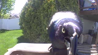 common grackle