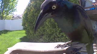 common grackle