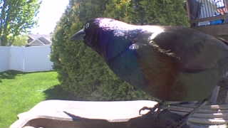 common grackle